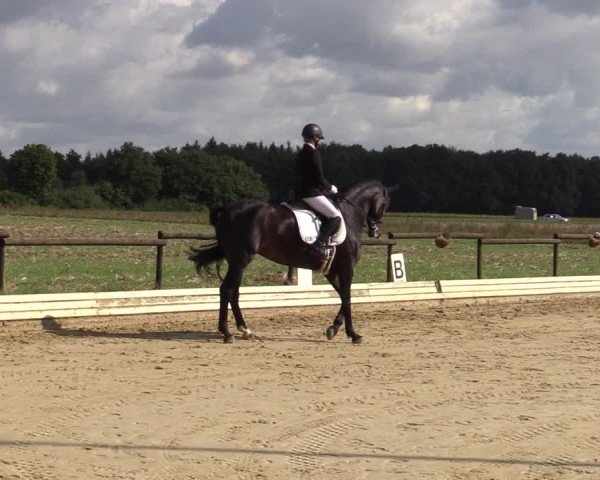 Reitturnier Ostbevern 2024