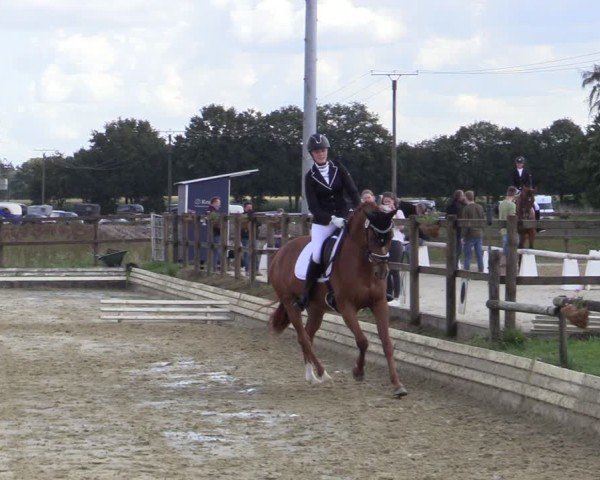 Reitturnier Ostbevern 2024