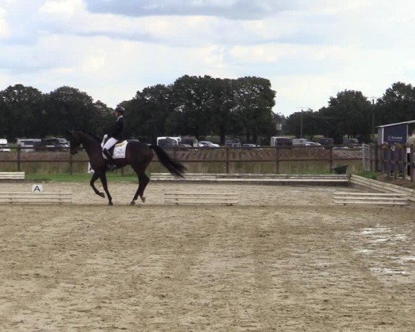 Reitturnier Ostbevern 2024