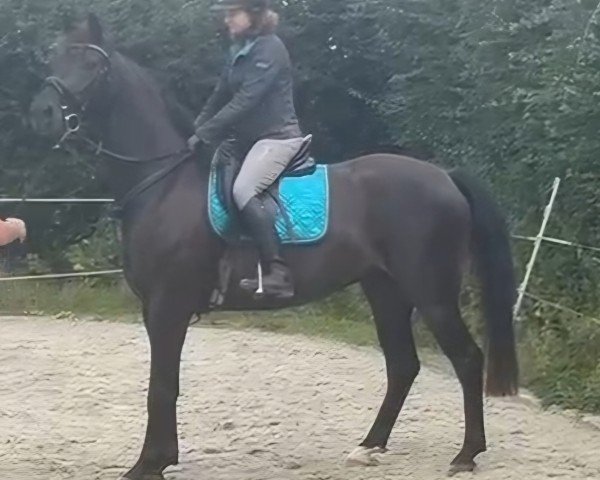horse Flash For Cash (Westphalian, 2021, from For Dance)