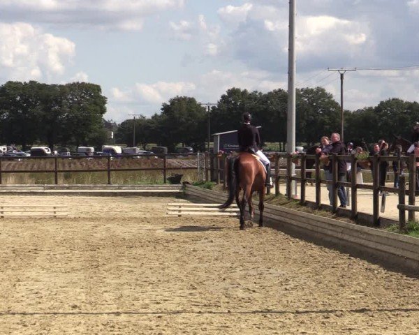 Reitturnier Ostbevern 2024
