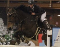 Springpferd CALVARY DU SEIGNEUR (Belgisches Warmblut, 2008, von Calvaro Z)
