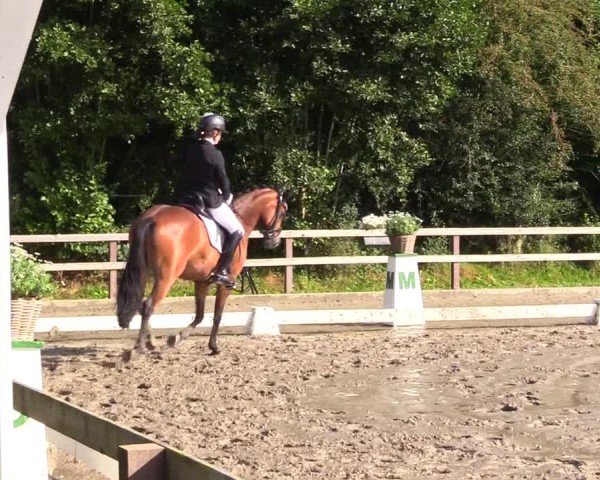 Reitturnier Kleinsolter Turniertage 2024