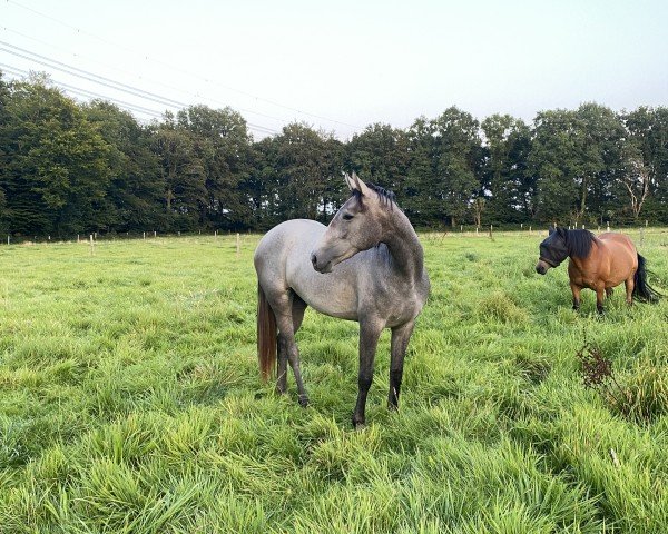 horse Stute von Grey Butt x Santini (Hanoverian, 2022, from Grey Butt)