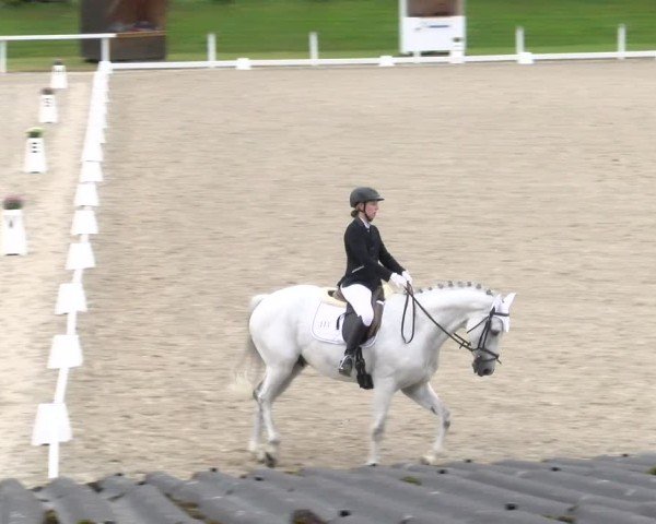 Reitturnier Bülach 2024