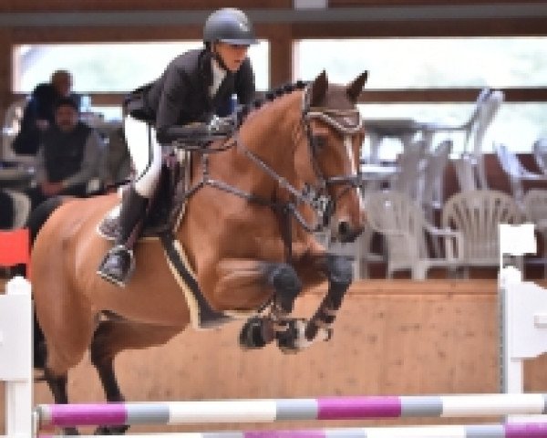 jumper Ufieno (KWPN (Royal Dutch Sporthorse), 2001, from Numero Uno)