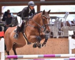 jumper Ufieno (KWPN (Royal Dutch Sporthorse), 2001, from Numero Uno)