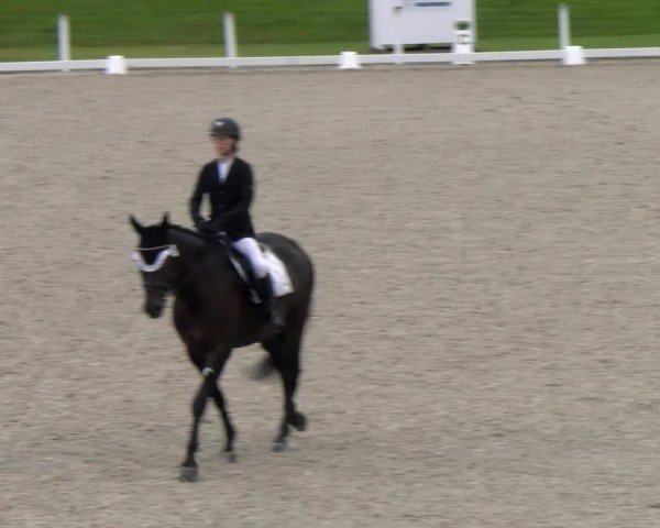 Reitturnier Bülach 2024