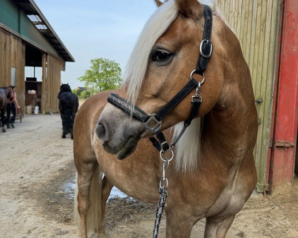 broodmare Amy (Edelbluthaflinger, 2016, from Argentinus) broodmare Amy (Edelbluthaflinger, 2016, from Argentinus)
