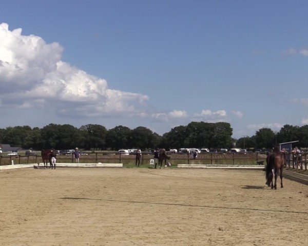 Reitturnier Ostbevern 2024