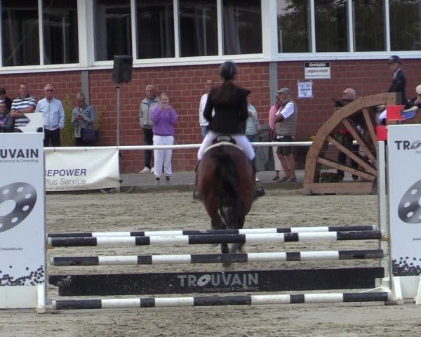 Reitturnier Werne 2024