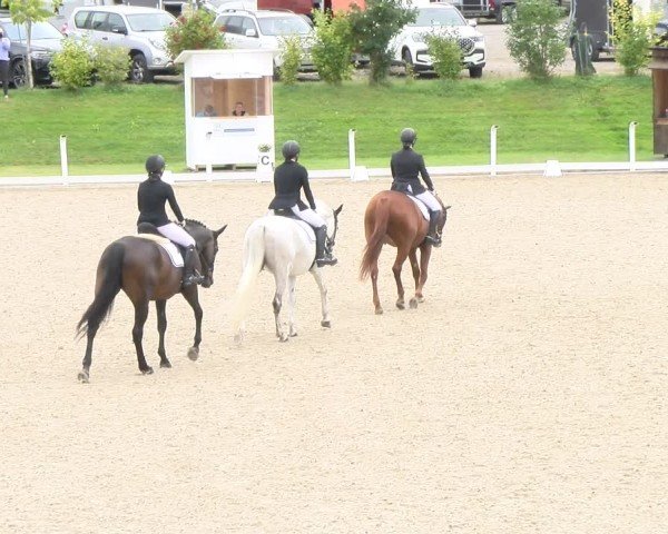 Reitturnier Bülach 2024