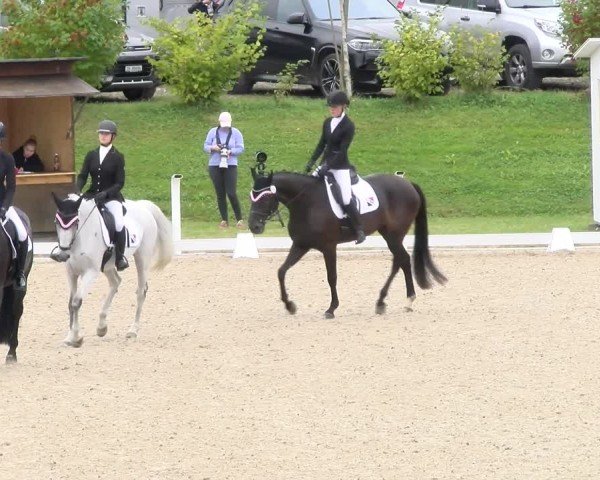 Reitturnier Bülach 2024