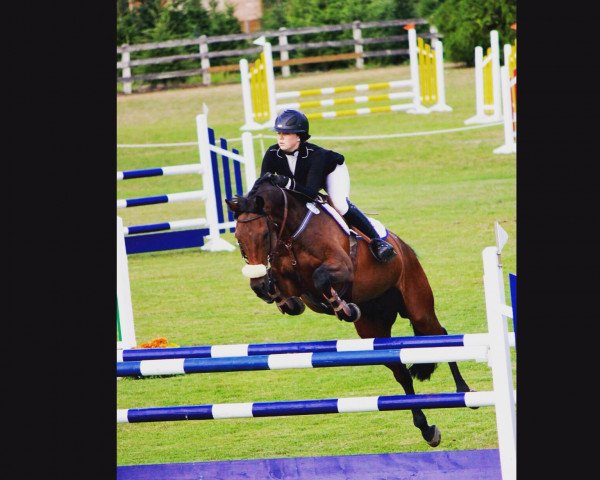 jumper Cashman II (Holsteiner, 2002, from Cash and Carry)