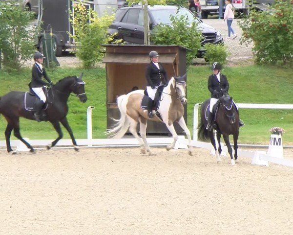 Reitturnier Bülach 2024