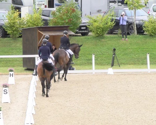 Reitturnier Bülach 2024