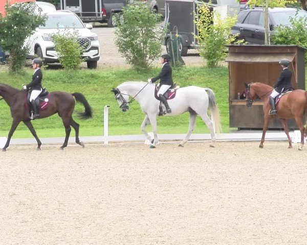 Reitturnier Bülach 2024