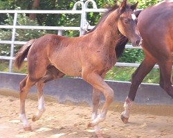 Pferd Solero GL (Westfale, 2024, von St. Emilion)