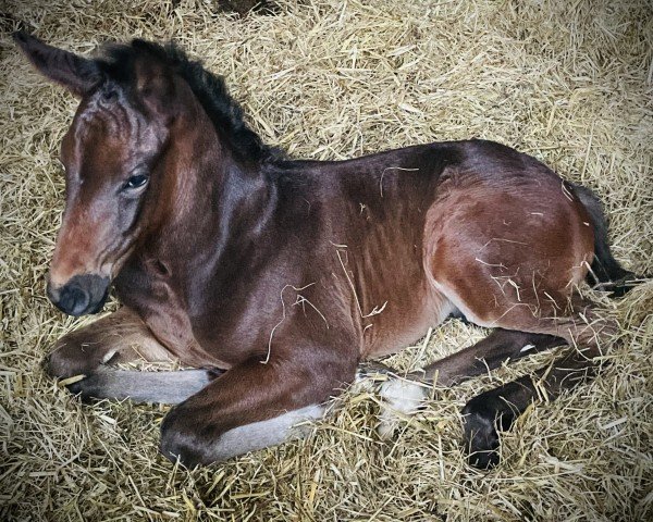 horse Hengst von Vitalis / Zoom (Westphalian, 2024, from Vitalis)