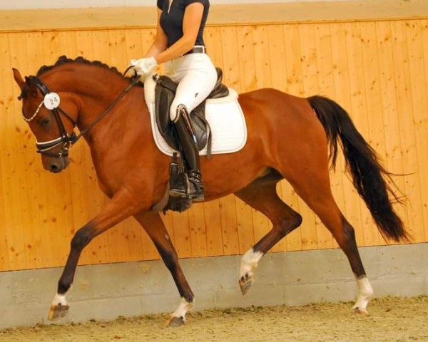 broodmare Della Ciana VEC (German Riding Pony, 2021, from Dreidimensional AT NRW)