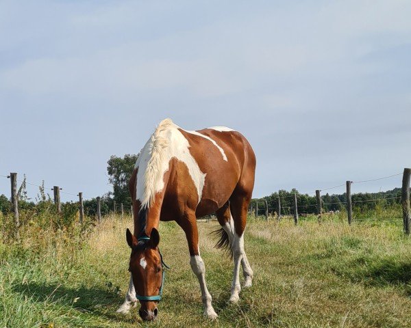 horse Loverboy KW (Oldenburg show jumper, 2018, from Louvre S)