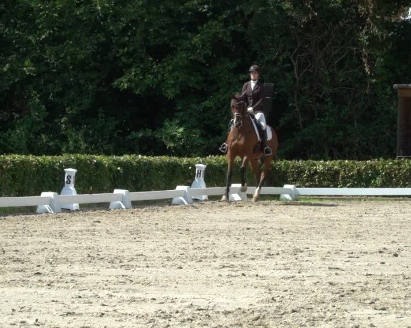 Reitturnier Werne 2024