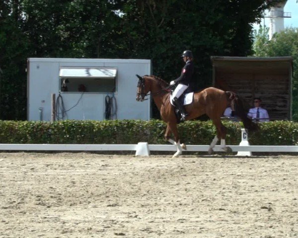 Reitturnier Werne 2024