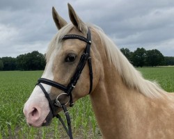 dressage horse Reitland's Namibia (German Riding Pony, 2013, from Reitland's Du oder Keiner)