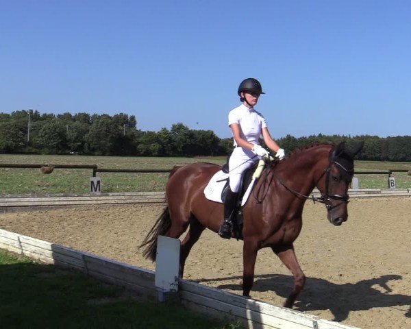 Reitturnier Ostbevern 2024