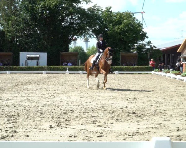 Reitturnier Werne 2024