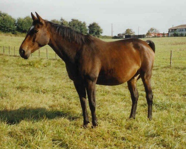 broodmare Divina de Frely (Selle Français, 1991, from Jalisco B)