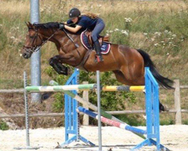 jumper Trophee D'Argent (Selle Français, 2007, from Quick Star)