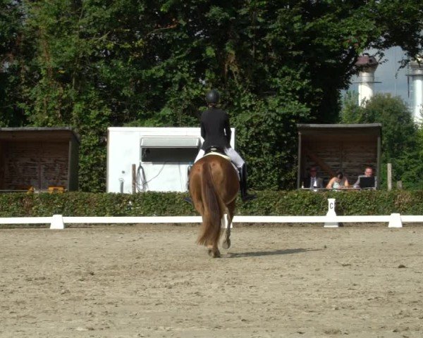 Reitturnier Werne 2024