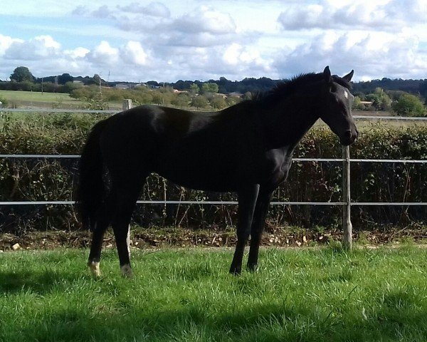broodmare Icasallina d'Argent (Selle Français, 2018, from Casall Ask)