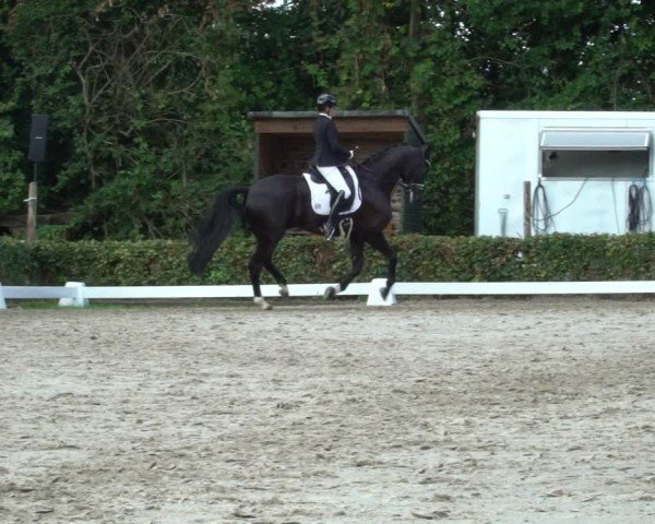 Reitturnier Werne 2024