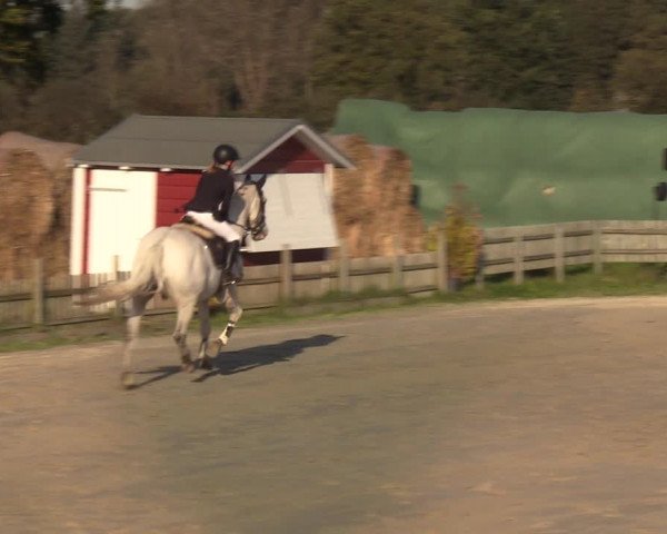 Reitturnier Schülp / Rendsburg 2021