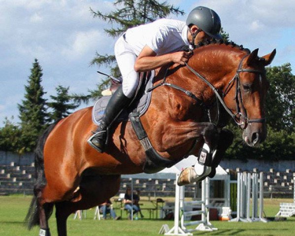 stallion Chancenreich 2 (Oldenburg show jumper, 2011, from Cellestial)