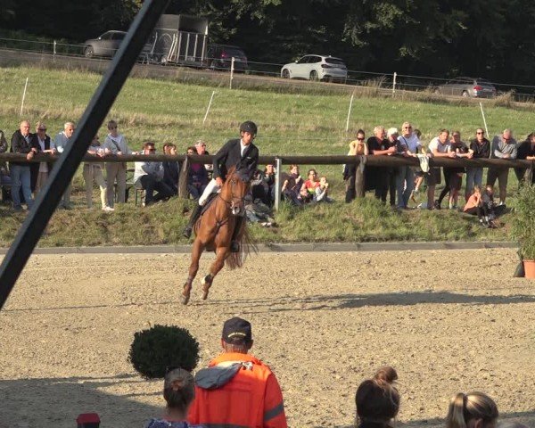 Reitturnier Sieversen - Rosengarten 2024