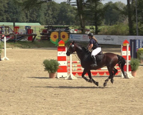 Reitturnier Sieversen - Rosengarten 2024