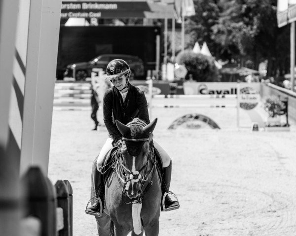 jumper GSI Pit Perigueux (Oldenburg show jumper, 2012, from Perigueux)