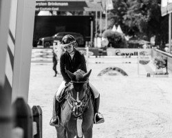 jumper GSI Pit Perigueux (Oldenburg show jumper, 2012, from Perigueux)