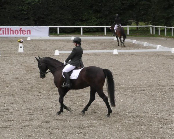 Reitturnier Zillhofen/Obb. 2024