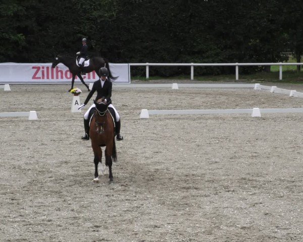 Reitturnier Zillhofen/Obb. 2024