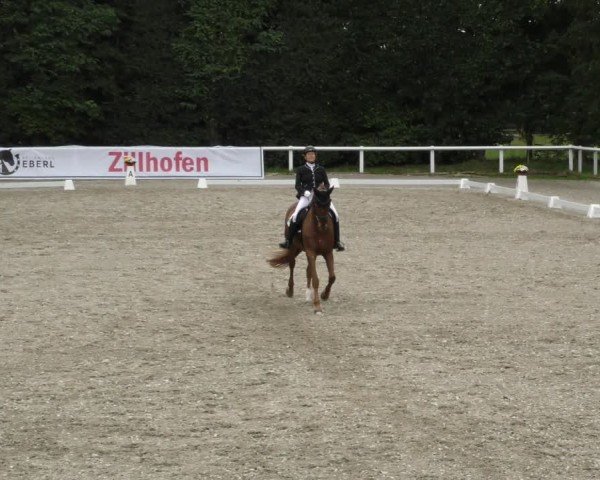 Reitturnier Zillhofen/Obb. 2024