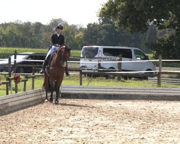 Reitturnier Ostbevern 2024