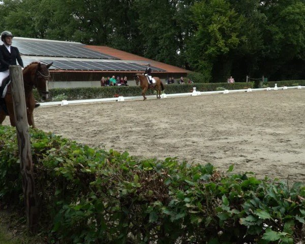 Reitturnier Werne 2024