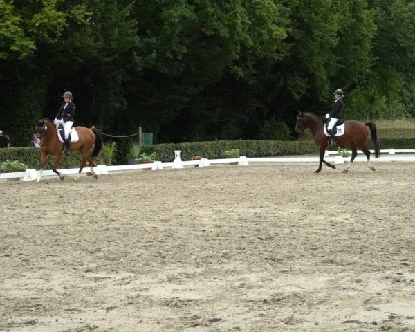 Reitturnier Werne 2024