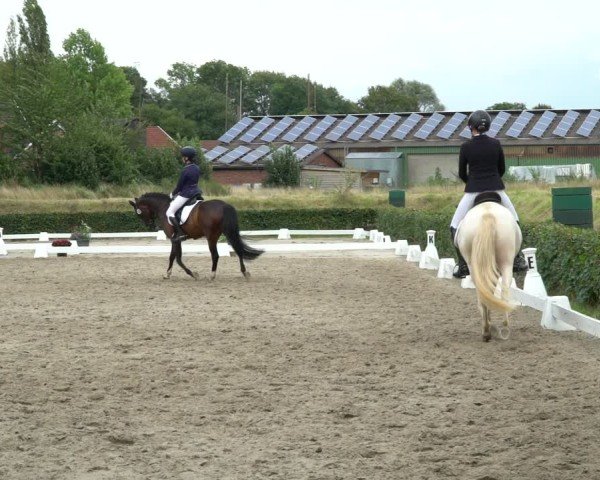 Reitturnier Werne 2024