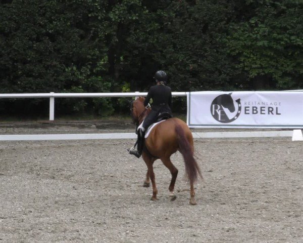 Reitturnier Zillhofen/Obb. 2024