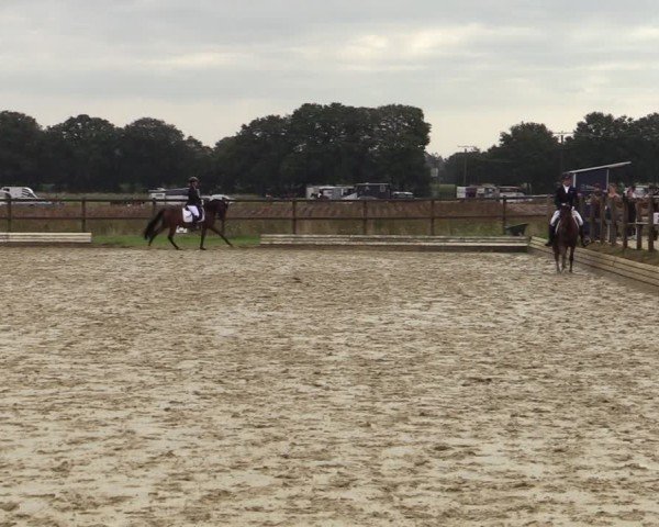 Reitturnier Ostbevern 2024